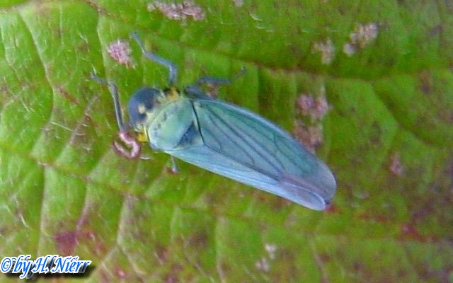 Cicadella viridis -  1. Fund