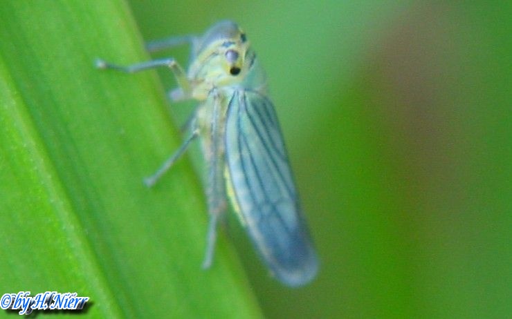Cicadella viridis -  2. Fund