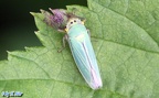 Cicadella viridis -  3. Fund