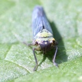 Cicadella viridis -  4. Fund
