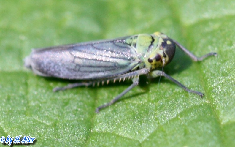 Cicadella viridis -  4. Fund
