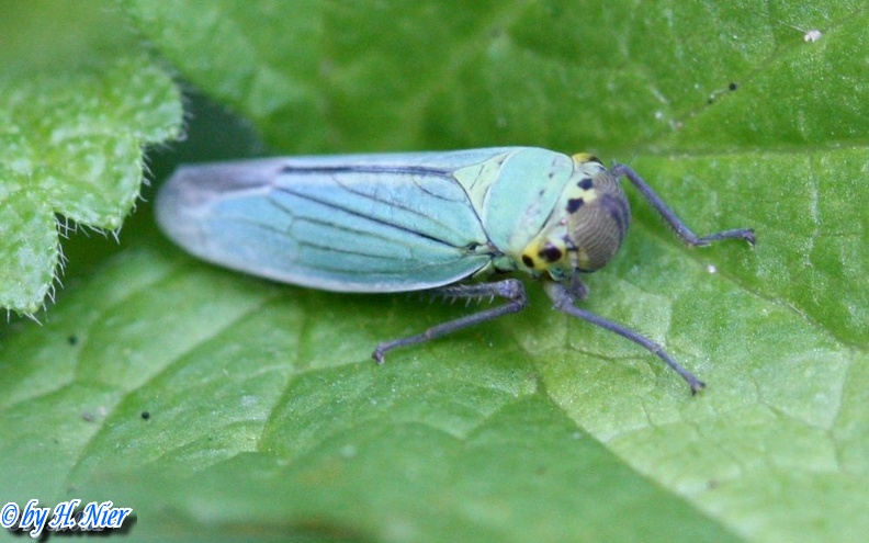 Cicadella viridis -  5. Fund