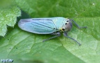 Cicadella viridis -  5. Fund