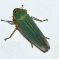 cicadella_viridis_6a.jpg