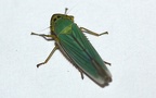 Cicadella viridis -  6. Fund