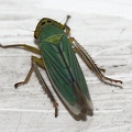 cicadella_viridis_6c.jpg