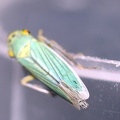 cicadella_viridis_6d.jpg