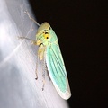 cicadella_viridis_6e.jpg