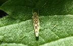 Eupteryx cyclops (Matsumura, 1906)