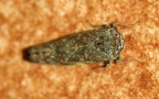 Orientus ishidae -  2. Fund