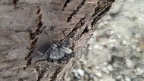 Cicada orni -  2. Fund