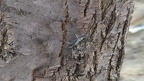 Cicada orni -  2. Fund