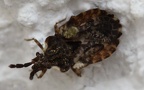 Gattung Aradus (Fabricius, 1803)
