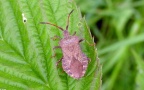 Unterordnung Heteroptera (Latreille, 1810)