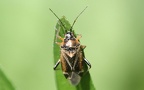 Harpocera thoracica -  2. Fund (Weibchen)