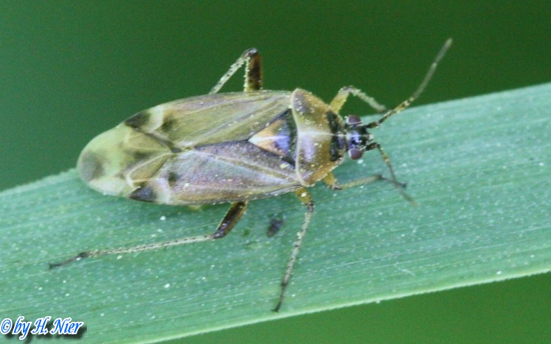 Harpocera thoracica -  3. Fund (Weibchen)