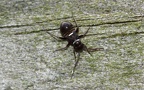 Pilophorus clavatus - 1. Larvenfund 