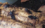 Gattung Platymeris (Laporte, 1833)