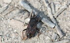 Eremocoris plebejus -  1. Fund