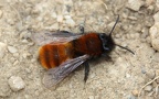 Familie Andrenidae (Latreille, 1802)