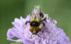Familie Apidae (Leach, 1815)
