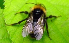 Familie Apidae (Leach, 1815)