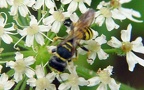 Familie Crabronidae (Latreille, 1802)