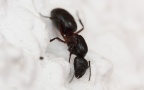 Familie Formicidae (Latreille, 1802)