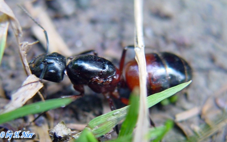 Camponotus ligniperda -  1. Fund