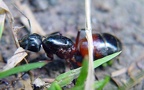 Camponotus ligniperda -  1. Fund