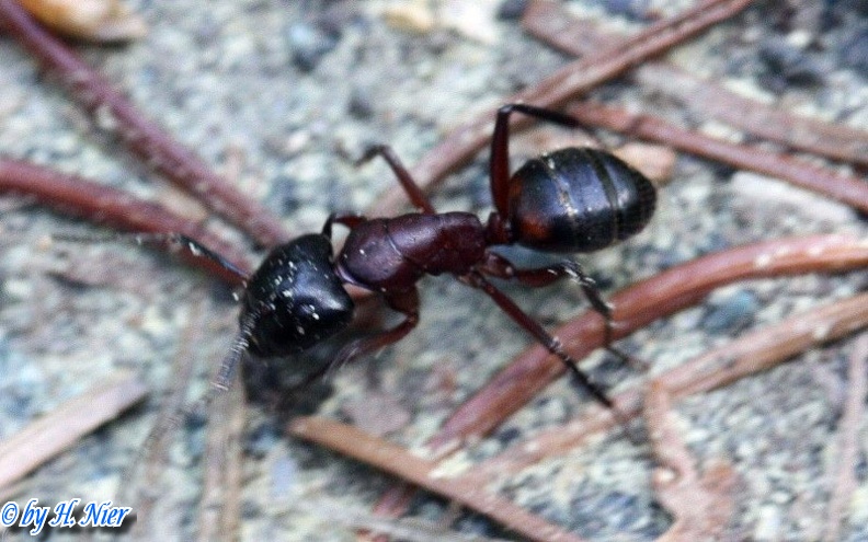 Camponotus ligniperda -  2. Fund