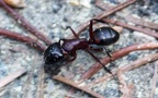 Camponotus ligniperda -  2. Fund