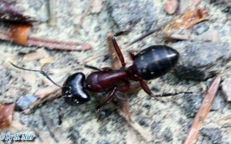 Camponotus ligniperda -  2. Fund