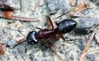 Camponotus ligniperda -  2. Fund