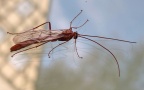Familie Ichneumonidae (Haliday, 1838)