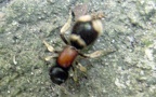Familie Mutillidae (Latreille, 1802)