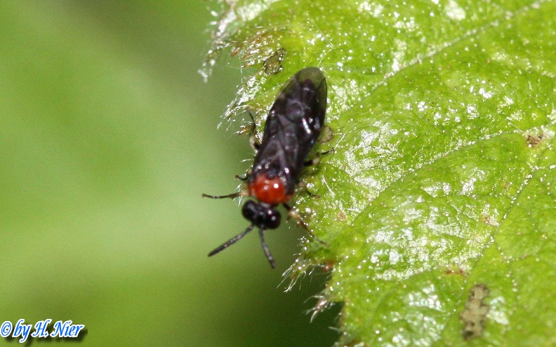 Eutomostethus ephippium -  1. Fund