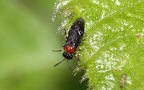 Familie Tenthredinidae (Latreille, 1802)