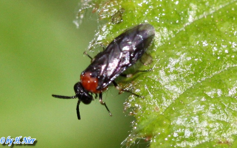 Eutomostethus ephippium -  1. Fund