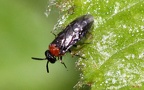 Eutomostethus ephippium -  1. Fund