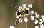Ordnung Hymenoptera (Linnæus, 1758)