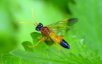 Familie Tenthredinidae (Latreille, 1802)