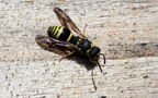 Ancistrocerus nigricornis -  1. Fund