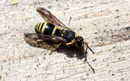 Ancistrocerus nigricornis -  1. Fund
