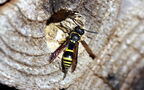 Ancistrocerus nigricornis -  2. Fund