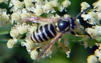 Familie Vespidae (Latreille, 1802)