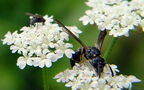 Familie Vespidae (Latreille, 1802)