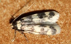 Gattung Oegoconia (Stainton, 1854)