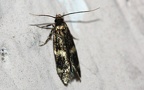 Familie Autostichidae (Le Marchand, 1947)