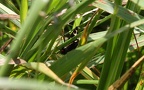Arctia plantaginis -  1. Fund